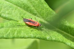 Lopidea instabilis