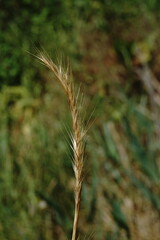 Festuca ambigua