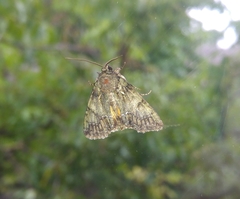 Polyphaenis sericata