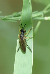 Dioctria longicornis