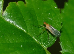 Empis lutea