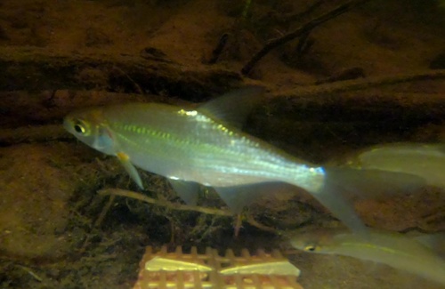 White-eye Bream