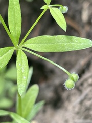 Galium bifolium