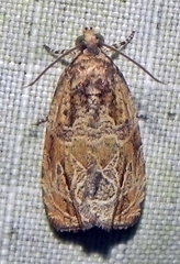 Olethreutes furfuranum