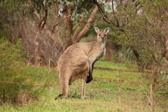Western Grey Kangaroo photo 2