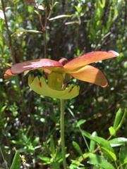Sarraceniaceae