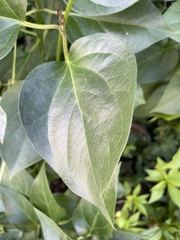 Magnoliopsida