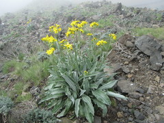 Senecio macrospermus