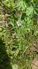 Collomia linearis