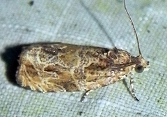 Olethreutes furfuranum