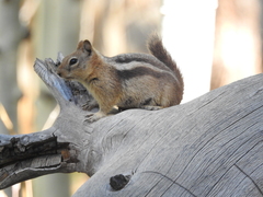 Callospermophilus lateralis certus