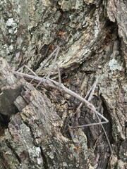 Bactrododema