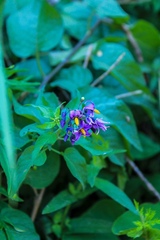 Solanum dulcamara