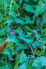 Solanum dulcamara