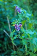 Solanum dulcamara