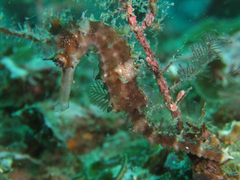 Hippocampus histrix
