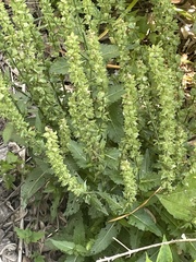 Dracocephalum thymiflorum
