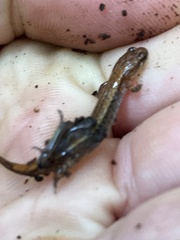 Desmognathus aeneus