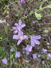 Clarkia dudleyana