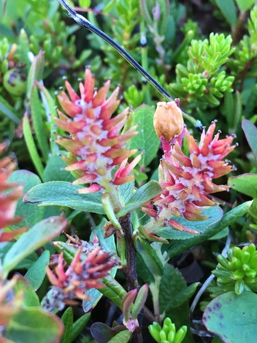 Mountain Willow (Salix arbuscula)
