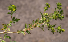 Potentilla rivalis