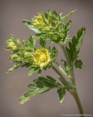 Potentilla rivalis