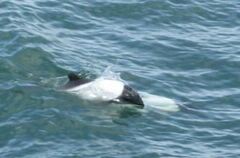 Cephalorhynchus commersonii