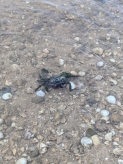 Pachygrapsus marmoratus