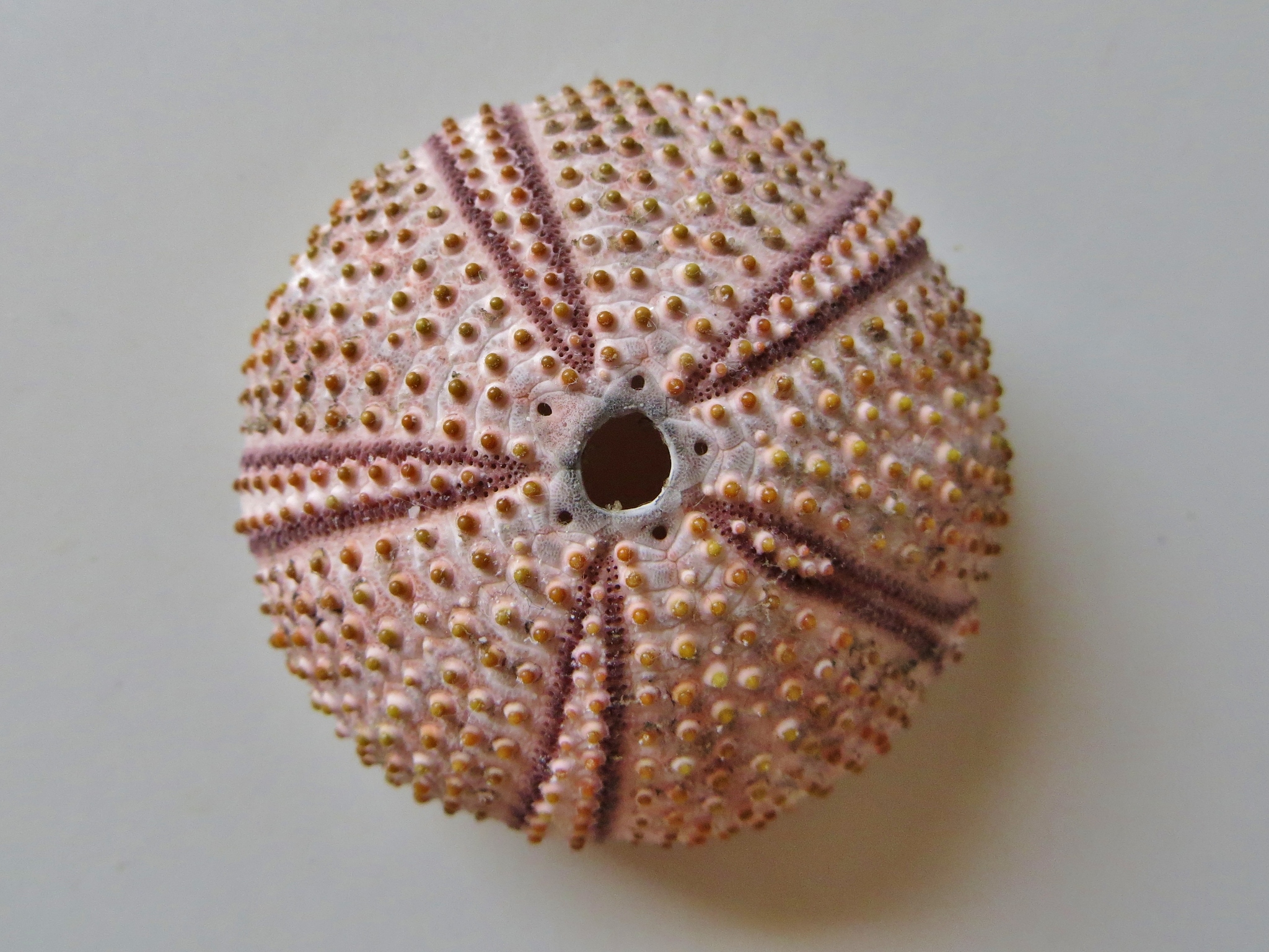 Arbacia lixula africana　棘付き標本 Black sea urchin (Arbacia lixula) · iNaturalist