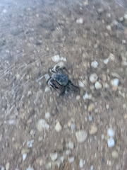 Pachygrapsus marmoratus