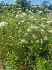 Daucus carota sativus