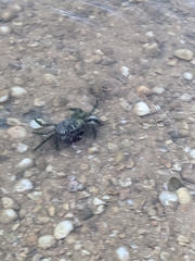 Pachygrapsus marmoratus