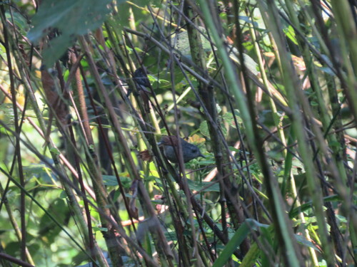 Plain-crowned Spinetail (Synallaxis gujanensis), photo 5