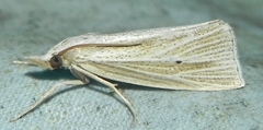 Epina alleni