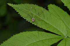 Leiobunum aldrichi