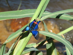 Rhetus periander eleusinus