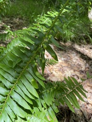 Taphrina polystichi