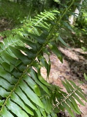 Taphrina polystichi