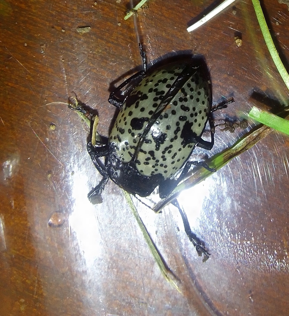 Cypherotylus ovalis