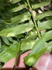 Taphrina polystichi
