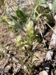 Orthocarpus cuspidatus