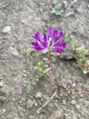 Allium acuminatum
