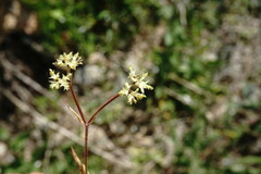 Valerianella muricata