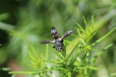 Cylindromyia interrupta