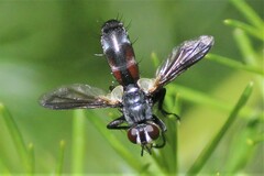 Cylindromyia interrupta