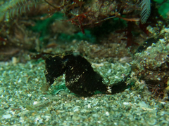 Hippocampus mohnikei
