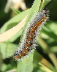 Diacrisia sannio