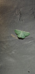 Chlorissa viridata