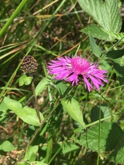 Centaurea nigrescens transalpina