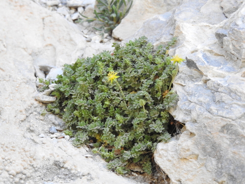 Image of Ivesia jaegeri by (c) Rachel Stringham, some rights reserved (CC BY)